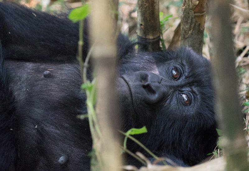 Habituated mountain gorillas in Mgahinga gorilla national park.