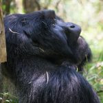 Uganda Gorilla Safari Short break