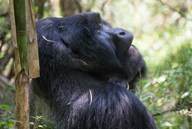 Uganda Gorilla Safari Short break