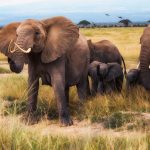 Exceptional African Wildlife safari