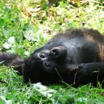 how to check availability of Rwanda Gorilla Permits and book online.