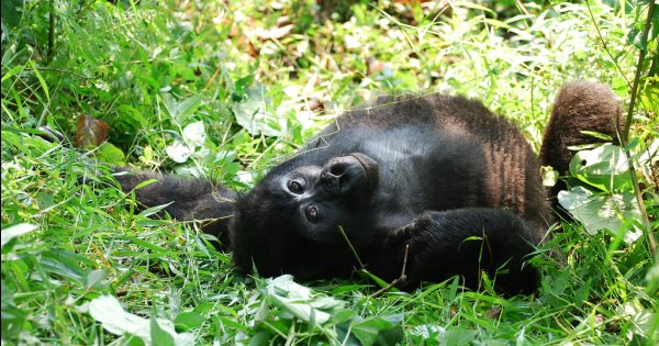 New Year's gorilla trekking.