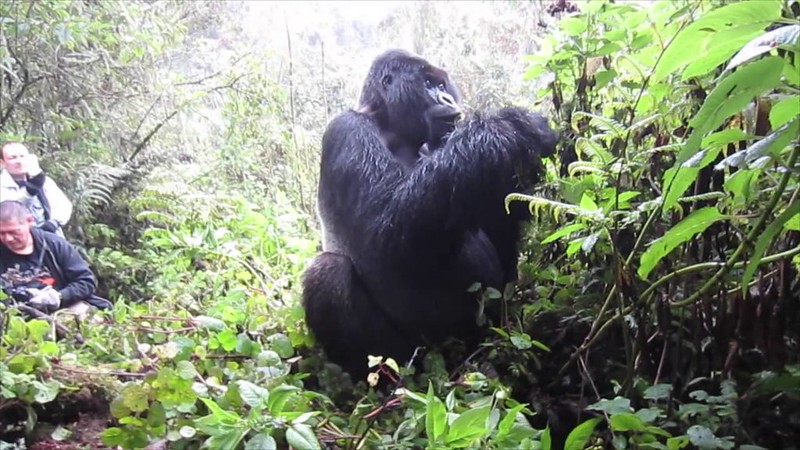 Read more about the article how many humans would it take to fight a gorilla?