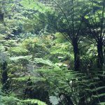 Nyungwe forest national park.