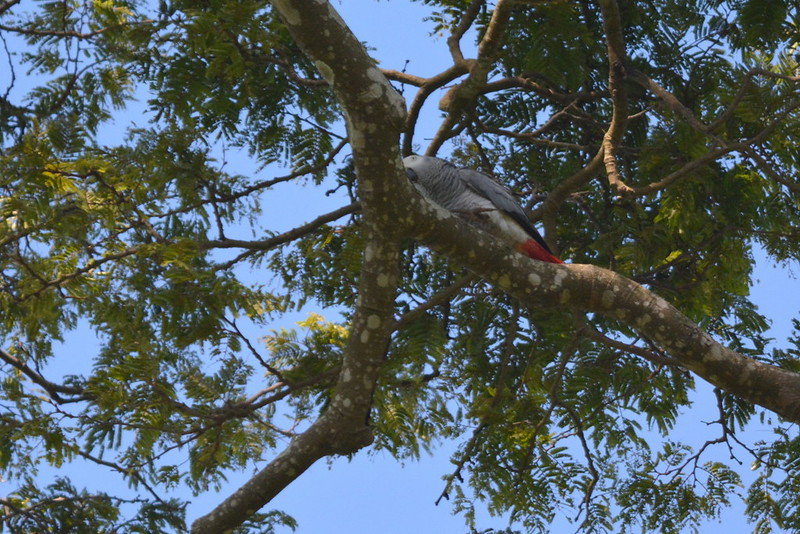 Entebbe botanical gardens