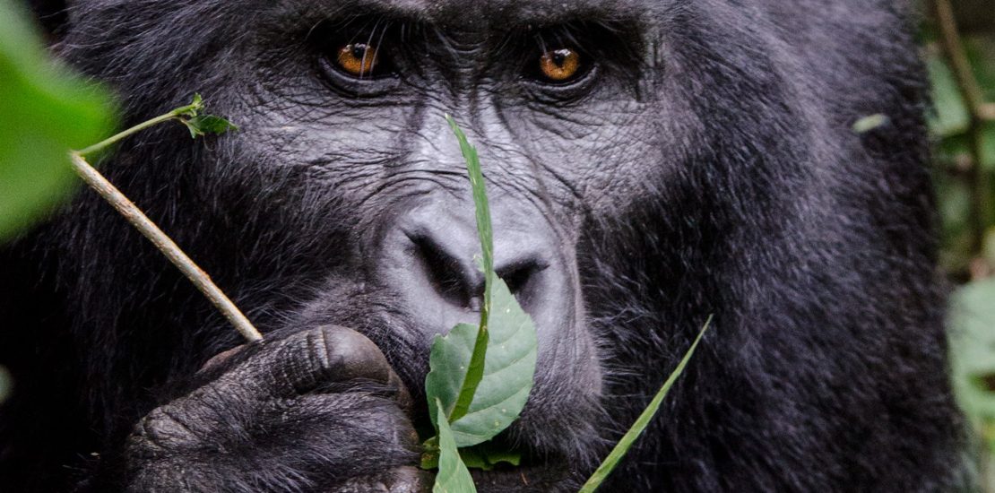 how intelligent are gorillas