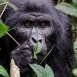 how intelligent are gorillas.