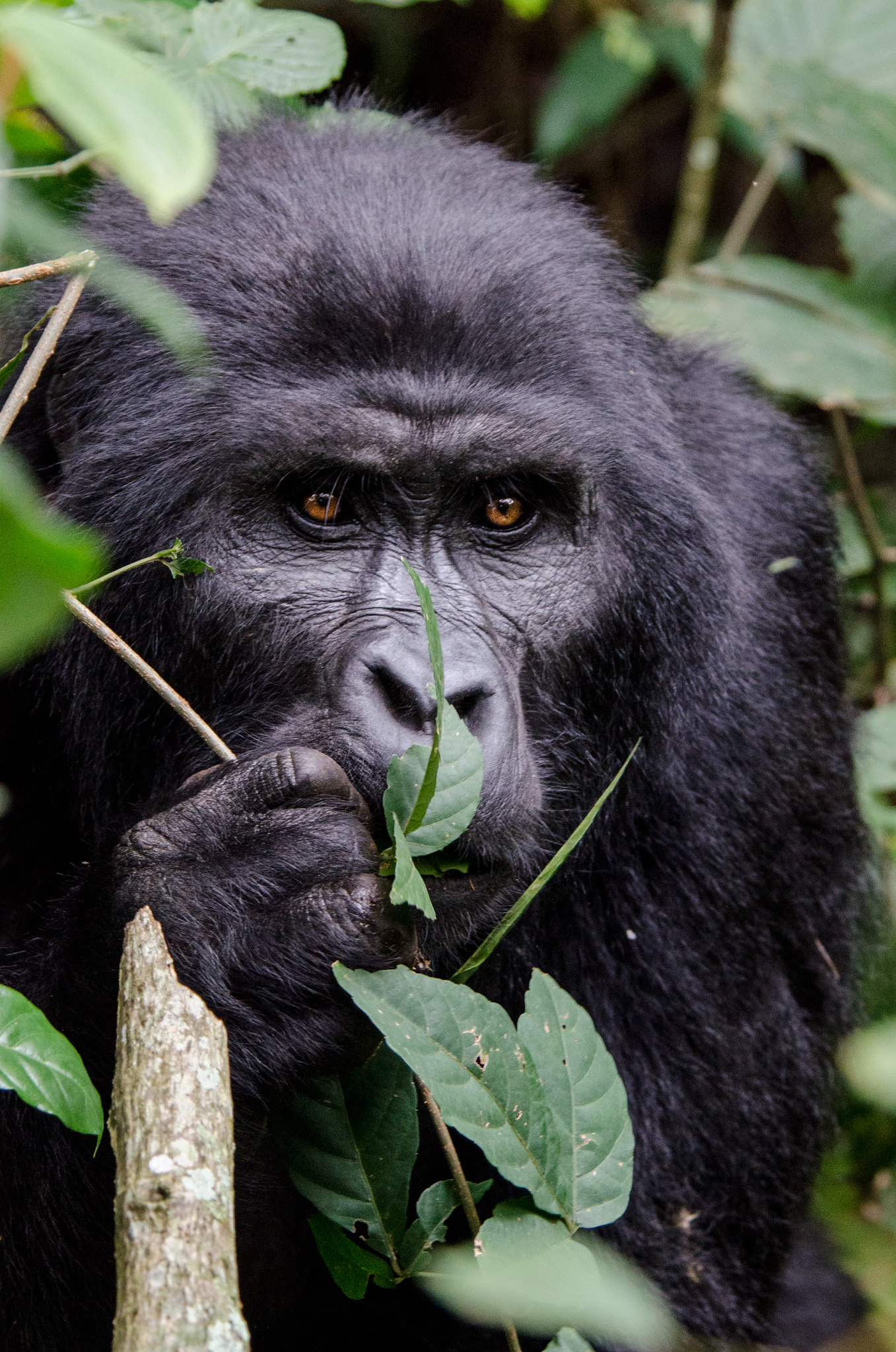 Read more about the article how intelligent are gorillas.