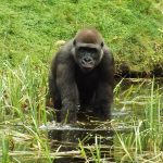 Gorilla trekking and Zanzibar beach holiday.