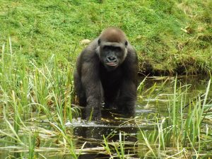 Read more about the article Gorilla trekking and Zanzibar beach holiday.