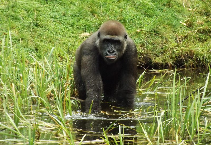 gorilla trekking and Zanzibar beach holiday