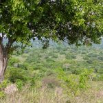 game drives in lake Mburo national park.