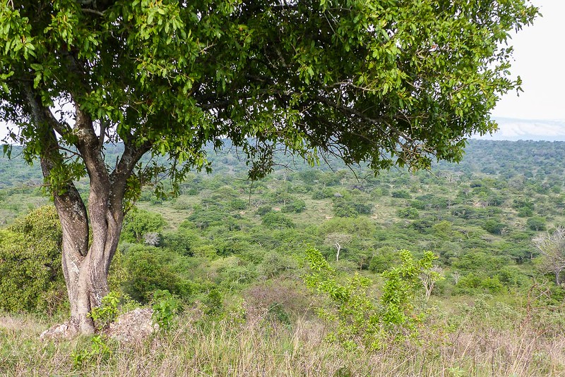 game drives in lake Mburo national park