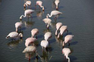 Read more about the article 3 days Tarangire Ngorongoro crater