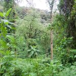 Explore Bwindi without trekking mountain gorillas.