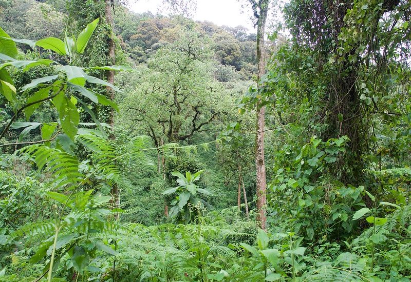 exploring bwindi without trekking mountain gorillas