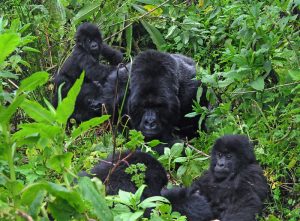 Read more about the article Gorilla families in Virunga national park.