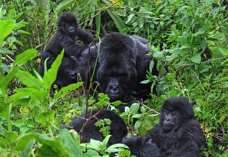 gorilla families in Virunga national park