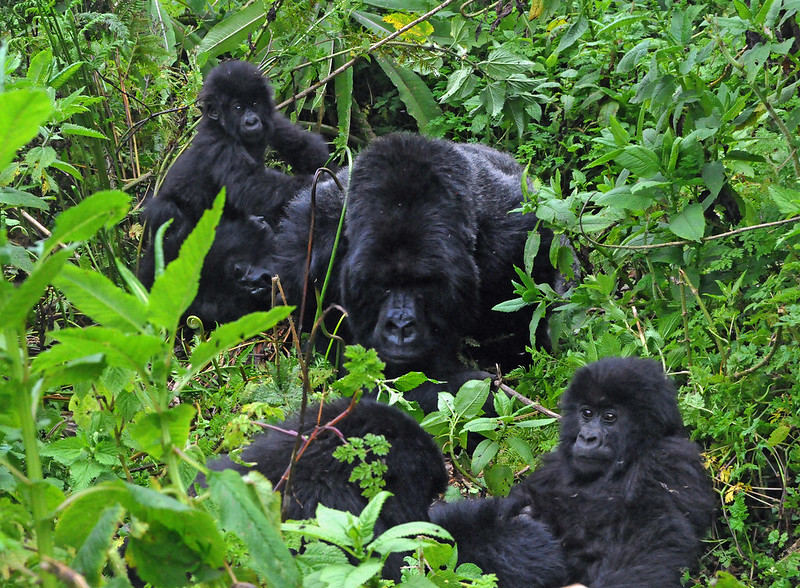 Read more about the article Gorilla families in Virunga national park.