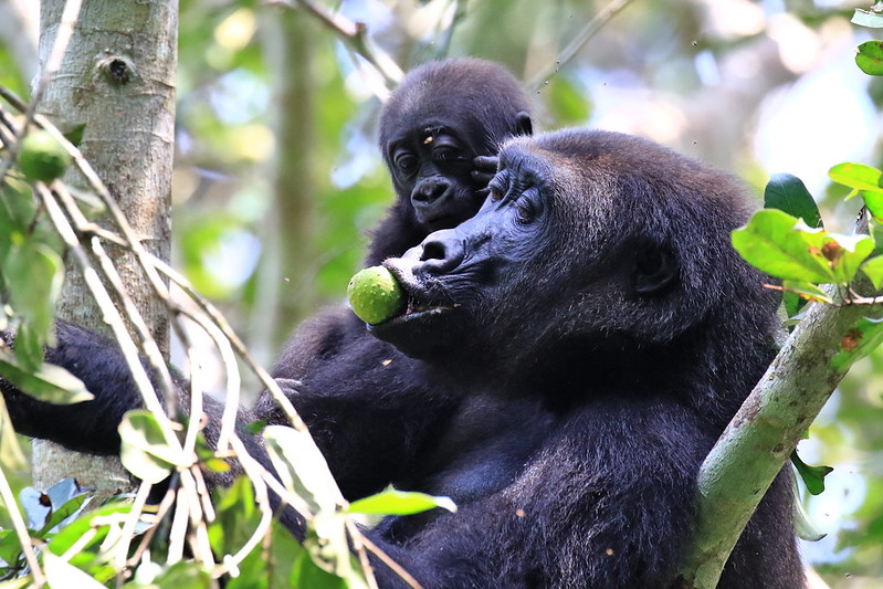 how do mountain gorillas adapt to the environment