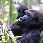 Awe inspiring reproduction and mating habits of mountain gorillas.