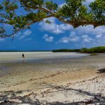 Which Marine Parks Can You Find in Kenya?