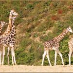 3 best places to see giraffes in Uganda.