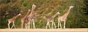 Read more about the article 3 best places to see giraffes in Uganda.