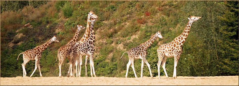 3 best places to see giraffes in Uganda.