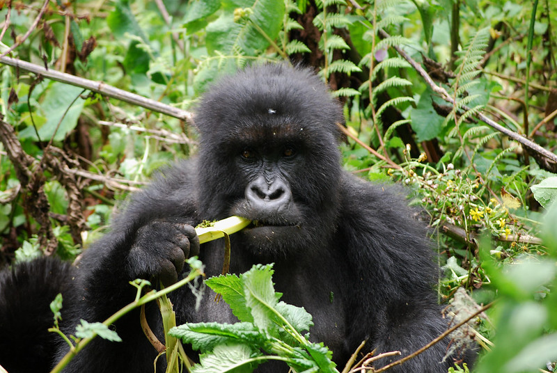 Rwanda gorilla trekking tours.