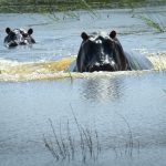 Rhino Tracking in Akagera National Park.