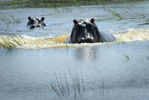 Read more about the article Rhino Tracking in Akagera National Park.