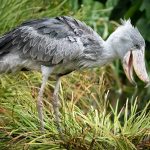 Shoebill tour in Mabamba wetland.