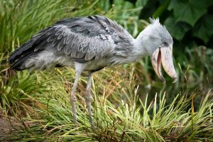 Read more about the article Shoebill tour in Mabamba wetland.