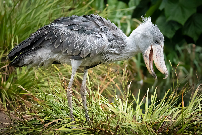 Shoebill tour in Mabamba wetland.