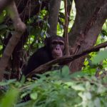 how many chimpanzees are in Kibale national park?