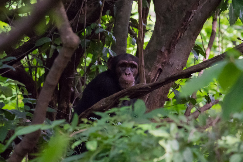 how many chimpanzees are in Kibale national park