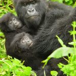 Mountain gorillas in Uganda.