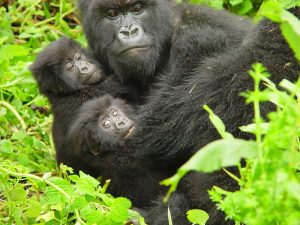 Read more about the article Mountain gorillas in Uganda.