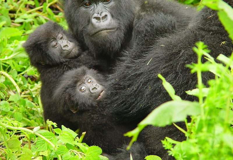 Mountain gorillas in Uganda.