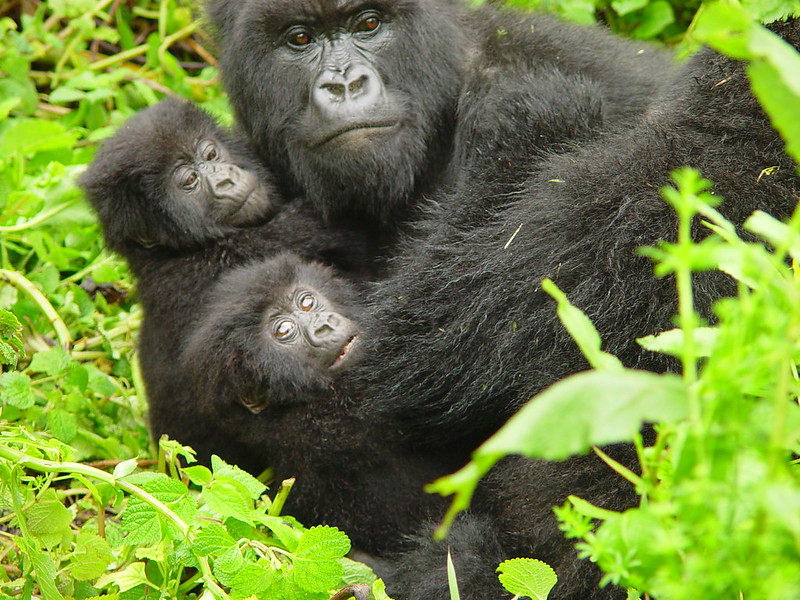 You are currently viewing Mountain gorillas in Uganda.