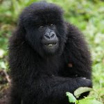 trekking a gorilla group with many gorillas in Rwanda.