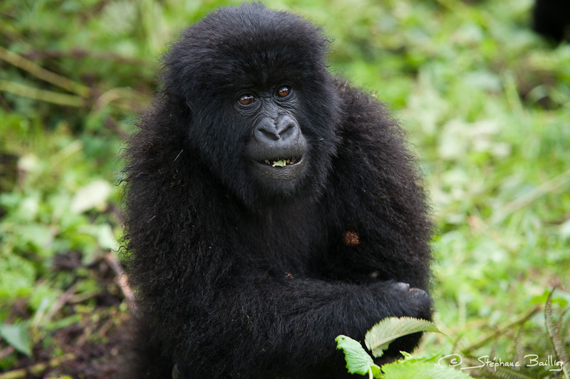 trekking a gorilla group with many gorillas in rwanda.