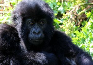 Read more about the article How strong is a  Gorilla?