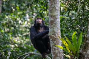 Read more about the article Guided forest walks in Kibale National Park