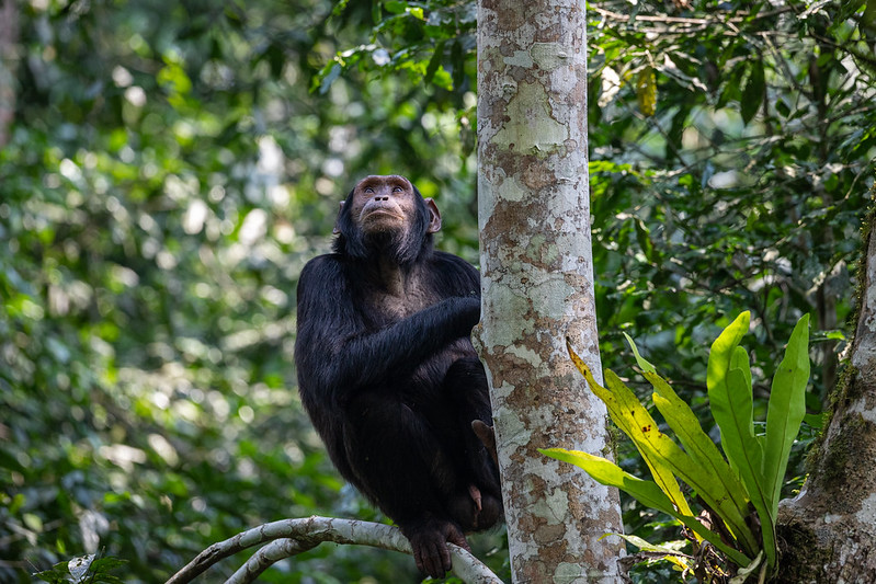 Guided forest walks in Kibale National Park.