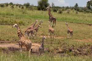 Read more about the article In which district is Kidepo National Park?