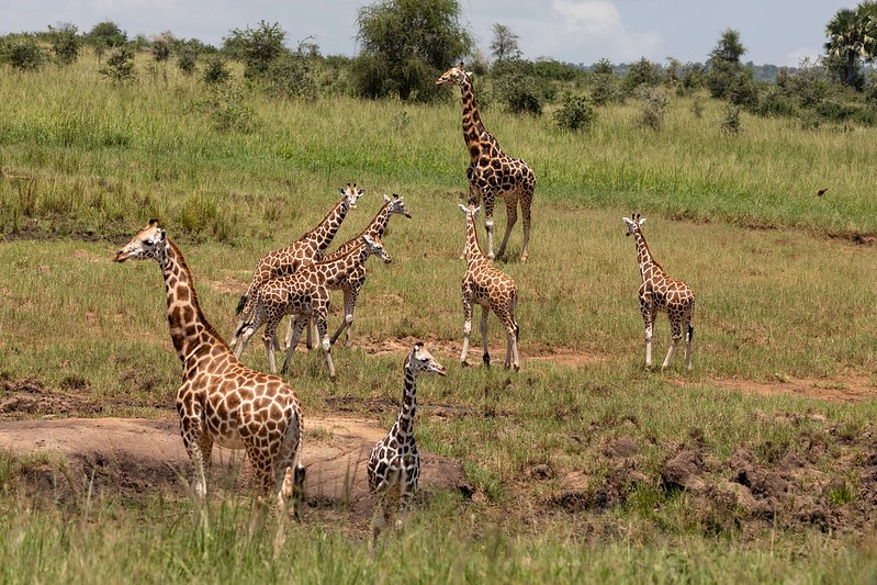 In which district is Kidepo National Park?