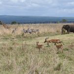 3-Day and 2-Night Mikumi National Park Safaris