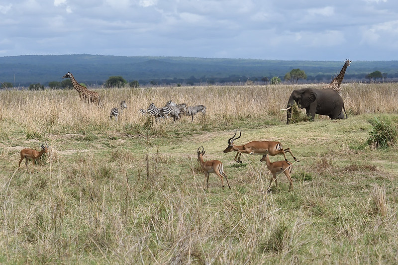 3 days 2 nights mikumi national park safaris.